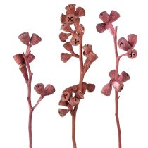 Kategorija Egzotiškas