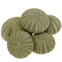 Kategorija Jūros kriauklių dekoravimas