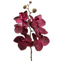 Kategorija Orchidėjos