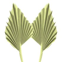 Kategorija Egzotiškas