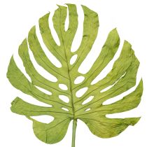 Kategorija Džiovintos gėlės