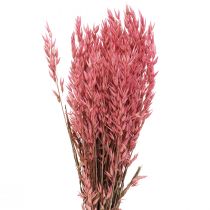 Džiovintos gėlės, avižos Džiovinti javai Deco Rožinė 65cm 160g