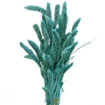 Džiovintos gėlės, Setaria Pumila, šereliai soros mėlyna 65cm 200g