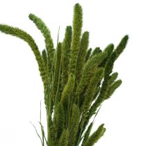 daiktų Džiovintos gėlės, Setaria Pumila, šereliai soros žalumo 75cm 170g