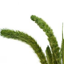 daiktų Džiovintos gėlės, Setaria Pumila, šereliai soros žalumo 75cm 170g