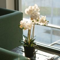 daiktų Dirbtinė orchidėja vazone harmoningai aplinkai, balta, 60 cm