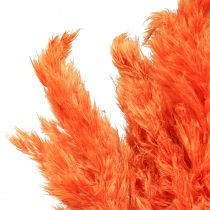 Pampos žolė deko džiovinta oranžinė sausa floristika 72cm 6vnt