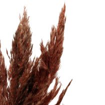 daiktų Pampos žolė deko džiovinta raudona ruda sausa floristika 70cm 6vnt