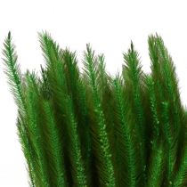 daiktų Žalių šerių sora Setaria viridis sausa žolė 52cm 28g