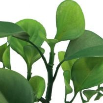 Dirbtinis žalias augalas sultingas dirbtinis žalias H14cm