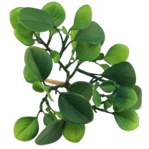 daiktų Dirbtinis žalias augalas sultingas dirbtinis žalias H14cm