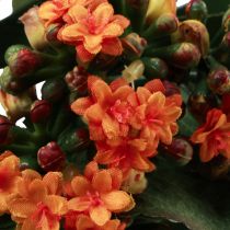 daiktų Liepsnojantis Käthchen Kalanchoe dirbtinis apelsinas 24cm