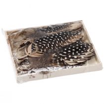 daiktų Dekoratyvinis plunksnų pakabukas medinė natūrali plunksna 9,5/10cm 9 vnt