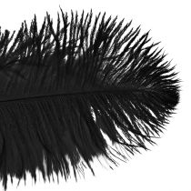 daiktų Stručio plunksnos Dekoracija Juodos plunksnos 32-35cm 4vnt