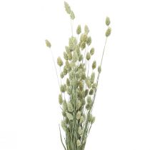 Džiovintos žolės Phalaris džiovintos sausos floristinės prigimties 55cm 80g