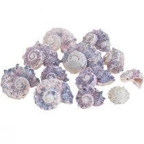Sraigių kiautai Deco Sea Sraigs Purple White 3-6cm 250g