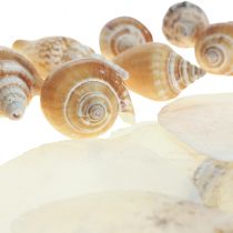 Capiz midijos sraigių kiautų dekoravimas jūrinis rudas baltas 600g