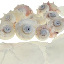 Capiz Mussels Snail Shell Deco Maritime White Pink 600g