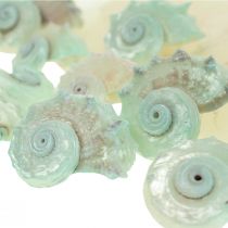 Capiz perlamutrinės kriauklės perlamutrinės griežinėliai jūros sraigės kiautas žalias 2–9 cm 650 g