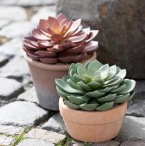 daiktų Sultingas augalas vazone Echeveria dirbtinė žalia Ø15cm