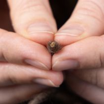 daiktų Dagties siūlas, vilnonis virvelis, rudas, 55 m dekoratyvinė virvelė floristikai ir rankdarbiams