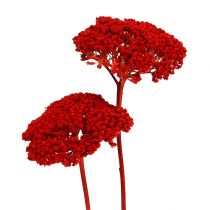 Achillea 1kg aguonų raudona