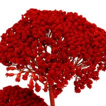 Achillea 1kg aguonų raudona