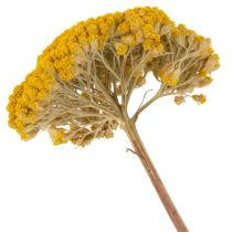 daiktų Achillea Natur Gelb džiovinti kraujažolės žiedai geltoni 1 kg