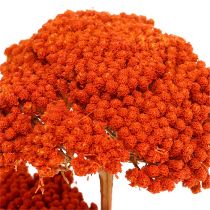Achillea 1kg apelsinas
