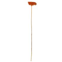 daiktų Achillea Orange džiovinti žiedai, kraujažolės, 45-60 cm, 1 kg