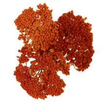 daiktų Achillea Orange džiovinti žiedai, kraujažolės, 45-60 cm, 1 kg