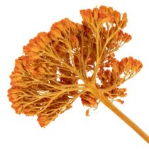daiktų Achillea Orange džiovinti žiedai, kraujažolės, 45-60 cm, 1 kg