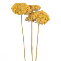 Yarrow Džiovintos Gėlės Dekoratyvinės Achillea Millefolium Yellow 3vnt