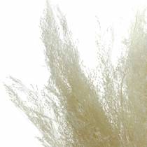 Sausa žolė Agrostis balinta 40g