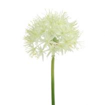 Allium kreminė balta L76cm