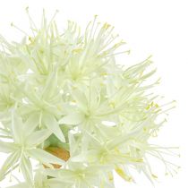 Allium kreminė balta L76cm