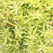 daiktų Allium green gėlė dirbtinis dekoratyvinis svogūnas Ø18cm 90cm