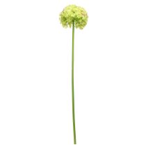 daiktų Allium green gėlė dirbtinis dekoratyvinis svogūnas Ø18cm 90cm