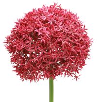 daiktų Allium iš Bordo dirbtinio dekoratyvinio česnako Ø18cm L90cm