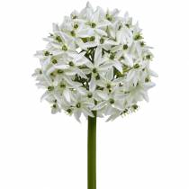 daiktų Dekoratyvinė gėlė Allium, dirbtinis rutulinis poras, dekoratyvinis svogūnas baltas Ø20cm L72cm