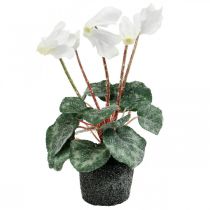 Ciklamenas kreminės spalvos 28cm