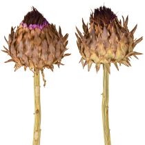 daiktų Džiovinti artišokų žiedai Cynara Ø9cm 16 vnt.