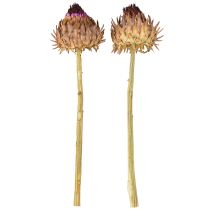 daiktų Džiovinti artišokų žiedai Cynara Ø9cm 16 vnt.