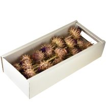 daiktų Džiovinti artišokų žiedai Cynara Ø9cm 16 vnt.