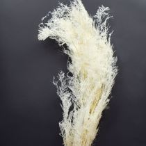 daiktų Džiovintos šparagų žolės, dekoratyviniai šparagai, kreminiai, 90 cm, 5 vnt.