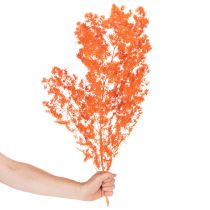 daiktų Džiovinti šparagų žiedai, dekoratyviniai, dažyti šparagai, šakelės, 65 cm, 80 g