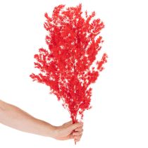 daiktų Džiovintų šparagų kekė gėlių kompozicijoms 65 cm 80 g