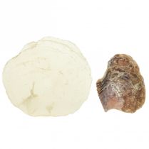 daiktų Austrių midijų capiz griežinėliai gryname natūraliame 3,5–9,5 cm 2vnt