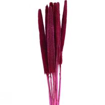 daiktų Perlinė sora, nendrinė babala, soros rožinė 70cm 10 vnt