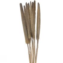 daiktų Perlinė sora, nendrinė babala, žalia sora 70cm 10 vnt